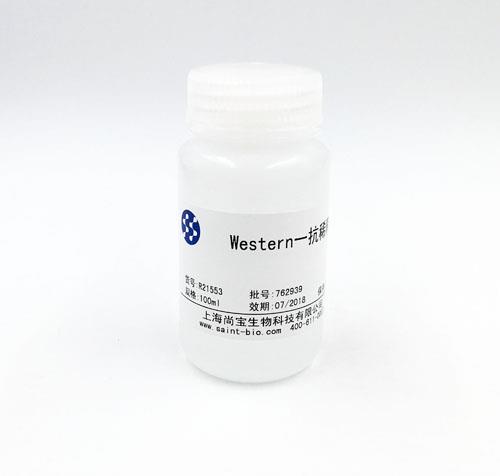 Western 一抗稀釋液
