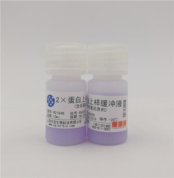 2×蛋白上樣緩沖液（含巰基還原劑）